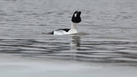 Male-Common-Goldeneye-duck-swimming-through-icy-pond-water,-bobbing-head,-Norway