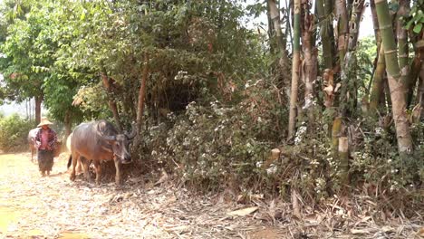 Ein-Burmesischer-Bauer-Mit-Zwei-Wasserbüffeln