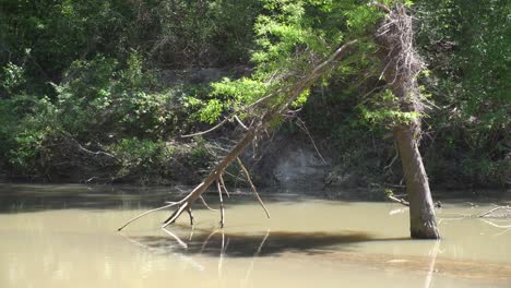 Dies-Ist-Ein-Kurzes-Video-Von-Einem-Kleinen-Fluss,-Der-Um-Einen-Umgestürzten-Baum-Herumfließt-Und-Eine-Reflexion-Der-Sonne-Auf-Dem-Baum-Verursacht.