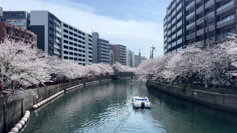 Boot-Segelt-Ookawaga-Fluss-Wasser-Japanische-Landschaft-Zwischen-Sakura-Baum-Kirschblüten-Pfad-Reiseziel,-Japan-Stadt-Am-Wasser-In-Der-Innenstadt
