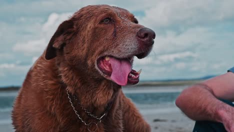 A-brown-labrador-dog-with-a-sandy-face-and-a-collar,-after-a-swim-and-a-walk-on-the-beach,-panting-and-looking-around-on-a-windy-day-next-to-his-owner