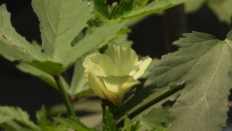 Ladyfingers-Gemüse-Blume---Grünes-Blatt-
