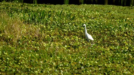 Snowy-egret-hunting-in-shallow-Florida-marsh-wetlands-with-pennywort-vegetation-4k