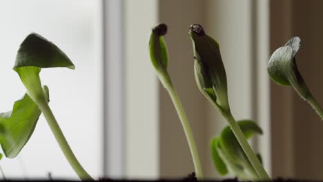 Close-up-View-Of-Green-Seedlings-Growing-Indoor