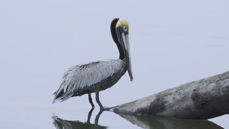 Close-up-shot-of-a-pelican-standing-on-a-log-on-the-shore-of-Canas-Island