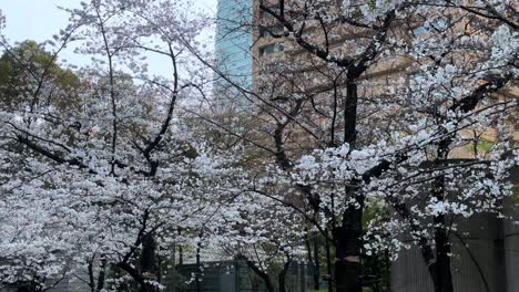 Panoramic-shot-of-sakura-trees-cherry-blossom-landscape-in-a-Japanese-urban-park
