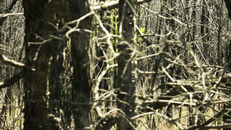 Trockene-Bäume-Im-Wald-Im-Bell-Slough-Wildlife-Area-In-Arkansas,-USA---Drohnenaufnahme