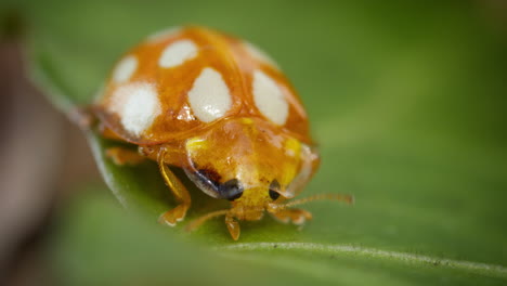 Cute-Orange-Ladybird-moving-antennae-and-legs-on-green-leaf,-macro-frontal-shot