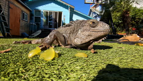 Iguana-basking-in-the-sun-and-eating-fruit---isolated-close-up