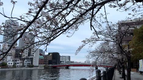 Panorama-Wasserlandschaft-Der-Stadt-Yokohama-An-Der-Ooka-Flussbrücke-Mit-Kirschblütenpromenade,-Japan