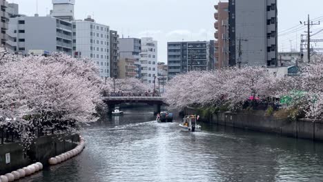 River-boat-sailing-sakura-flower-blossom-cityscape-street-car-traffic-and-modern-neighborhood-building-background