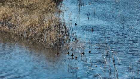 Ducks-Swimming-On-Lake-at-Bell-Slough-Wildlife-Management-Area-In-Mayflower,-Arkansas