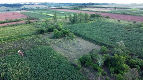 Vegetable-plantations-in-a-rural-field-in-Paraguay,-aerial-view-of-green-landscape
