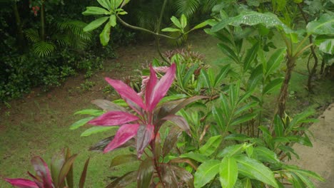 Planta-Dracaena-Mahatma-Y-Gotas-De-Lluvia-En-Un-Jardín-Tropical