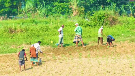 Bauern,-Die-An-Der-Pflanzung-Von-Gemüse-Arbeiten,-Ländliches-Bangladesch