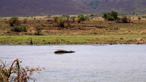 Paisaje-Africano-Con-Hipopótamo-Solitario-Nadando-Pacíficamente-En-El-Río