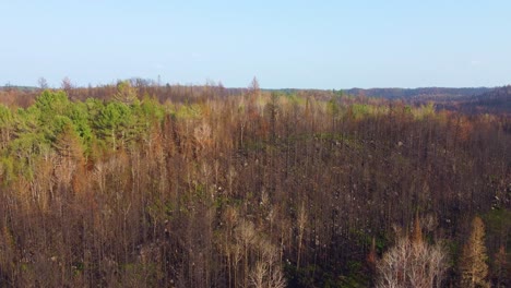 Vom-Feuer-Geschwärzte-Bäume-Kontrastieren-Mit-Frischen-Grünen-Kiefern,-Luftaufnahme