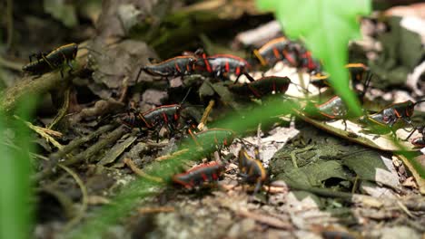 Gruppe-Von-Nymphen-Der-Eastern-Lubber-Heuschrecke-In-Florida-Auf-Blättern-Am-Waldboden-4k