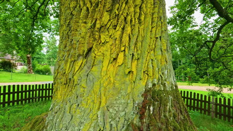 The-huge-trunk-of-a-mighty-oak-tree---tilt-up-reveal