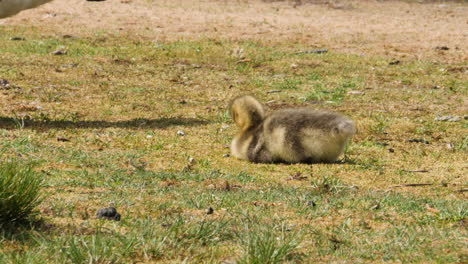 Goslings-resting-and-standing-up-Foraging-Food-Together,-Close-Up