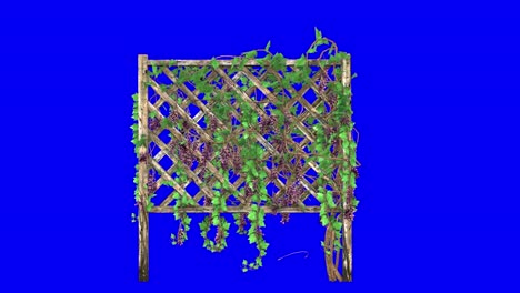 3D-Zaun-Mit-Weinrebe-Mit-Windeffekt-Auf-Blauem-Bildschirm,-3D-Animation