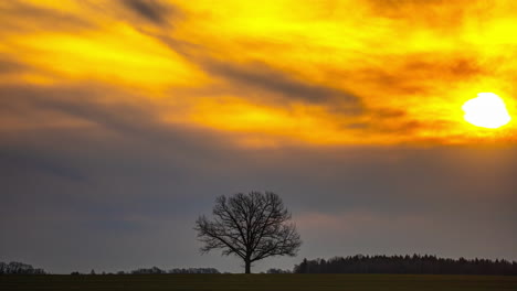 Leafless-tree-centered-in-field-below-cloudy-sky-with-red-sun-rising