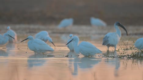 Flock-of-Birds-Fishing-in-morning