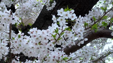 Nahaufnahme-Sakura-Kirschblüte-Blumen-Baum-Zweige-Herbst-Grüne-Blätter-Nacht-Dunkler-Hintergrund-Japanisch-Japan-Ikonische-Blume