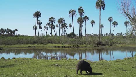 Capybara-grazing-by-a-palm-lined-waterhole-in-its-natural-habitat
