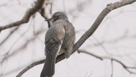 Close-up-of-a-brown-eared-bulbul-perching-and-chirping-on-a-winter-branch