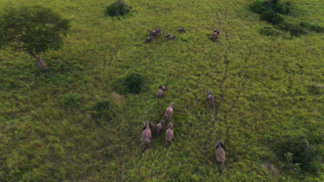 Aerial-tilt-shot-of-Elephants-on-savannah-in-Uganda,-Africa---Loxodonta-africana