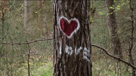 Beautiful-pine-tree-with-a-heart-and-love-sprayed-on-the-tree-trunk-inside-the-forest