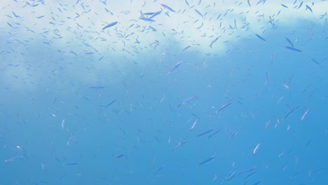 Große-Gruppe-Kleiner-Fische,-Die-In-4K-Nahe-Der-Oberfläche-Schwimmen