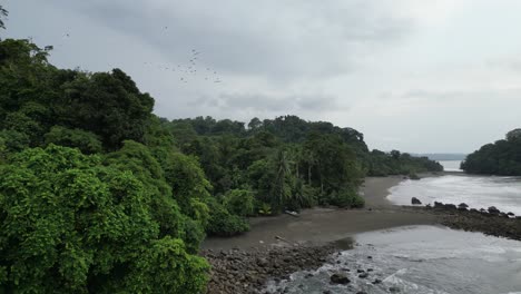 Ein-Vogelschwarm-Fliegt-über-Den-Dichten-Dschungel-Neben-Dem-Einsamen-Strand-Playa-Terco-In-Der-Nähe-Von-Nuquí-Im-Departement-Chocó-An-Der-Pazifikküste-Kolumbiens