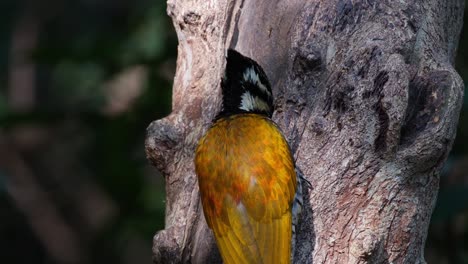 Close-up-shot-of-this-bird-feeding-while-the-camera-zooms-in,-Common-Flameback-Dinopium-javanense,-Female,-Thailand