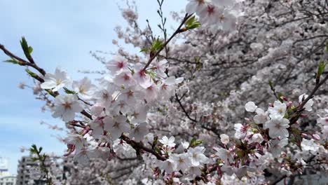 Primer-Plano-De-Las-Flores-De-Los-Cerezos-En-Flor-Dentro-Del-Lugar-De-Observación-De-Las-Ramas.