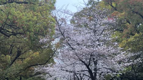 Japanese-urban-landscape-with-sakura-trees-cherry-blossom-skyline-and-vehicles-passing-by,-Japan