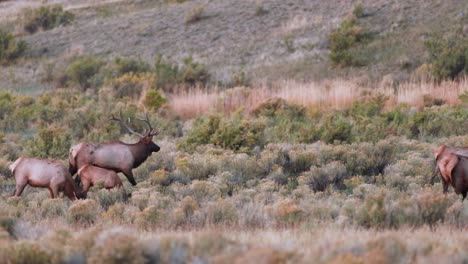 Bull-elk-in-the-Fall-in-Montana