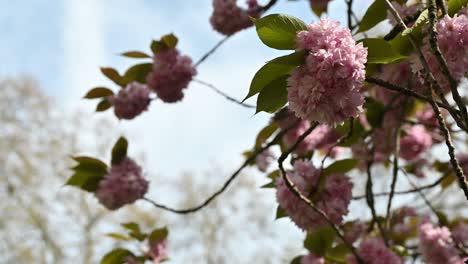 Múltiples-Prunus-&#39;kanzan&#39;,-Flores-De-Cerezo,-Londres,-Reino-Unido