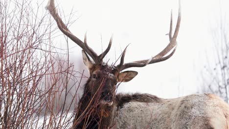 Wapitibullen-Im-Winter-In-Montana