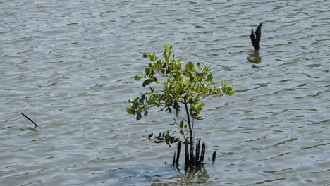 Growing-healthy-while-the-wind-blows-creating-waves,-Mangrove-Rhizophora,-Thailand