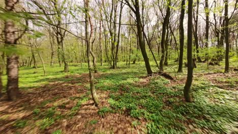 Low-flight-through-the-green-branches-in-a-deciduous-forest---FPV-drone-clip-with-the-sun-shining-through-the-trees