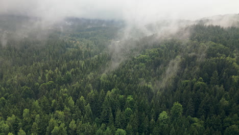 Mystical-Fog-Evaporates-From-the-Dense-Forest-of-Vitosha-into-The-Clouds-Viewed-by-Aerial