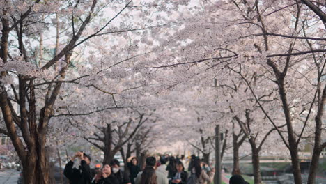 Exuberante-Parque-Público-Con-Cerezos-En-Flor-En-El-Bosque-Ciudadano-De-Yangjae,-Distrito-De-Seocho,-Seúl,-Corea-Del-Sur