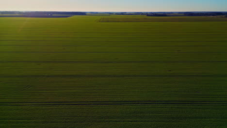 Aerial-dolly-forward-over-agricultural-field,-cloudless-blue-sky-in-Latvia