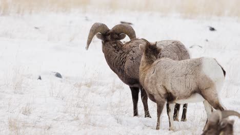 Dickhornschafe-Grasen-Im-Winter-In-Montana