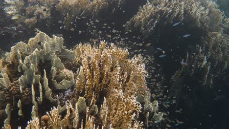 Kleine-Fische-Erschrecken-Sich-Und-Suchen-Schutz-In-Steinkorallen-In-4K