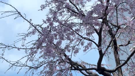 Kirschblüten-Sakura-Bäume-Mit-Blauer-Skyline-Im-Frühling,-Zweige-Blühen-Ikonisch-Für-Japan