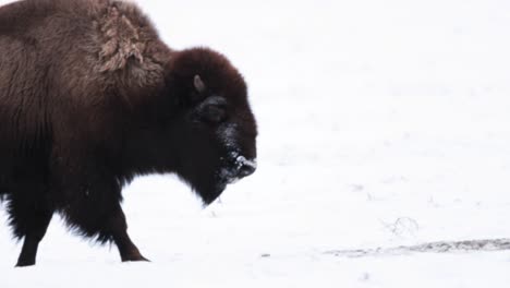 Büffel-Bison-Im-Winter-In-Montana