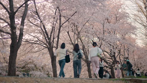 Gente-Caminando-Junto-A-Los-Cerezos-En-Flor-En-Primavera-En-El-Parque-Forestal-De-Ciudadanos-De-Yangjae-En-Corea-Del-Sur